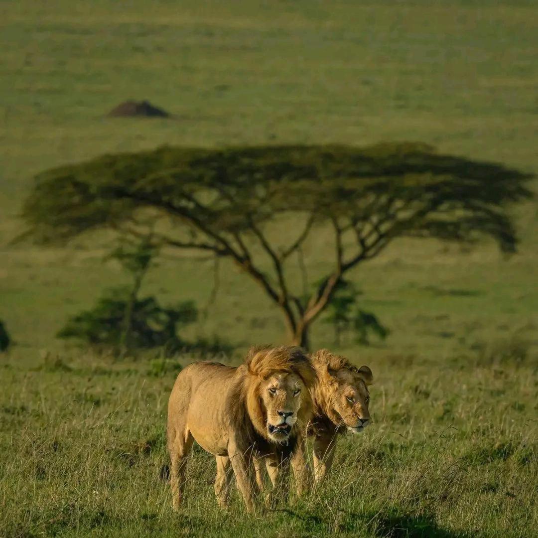 Bed and Breakfast Ilkerin Camp Maasai Mara Sekenani Экстерьер фото