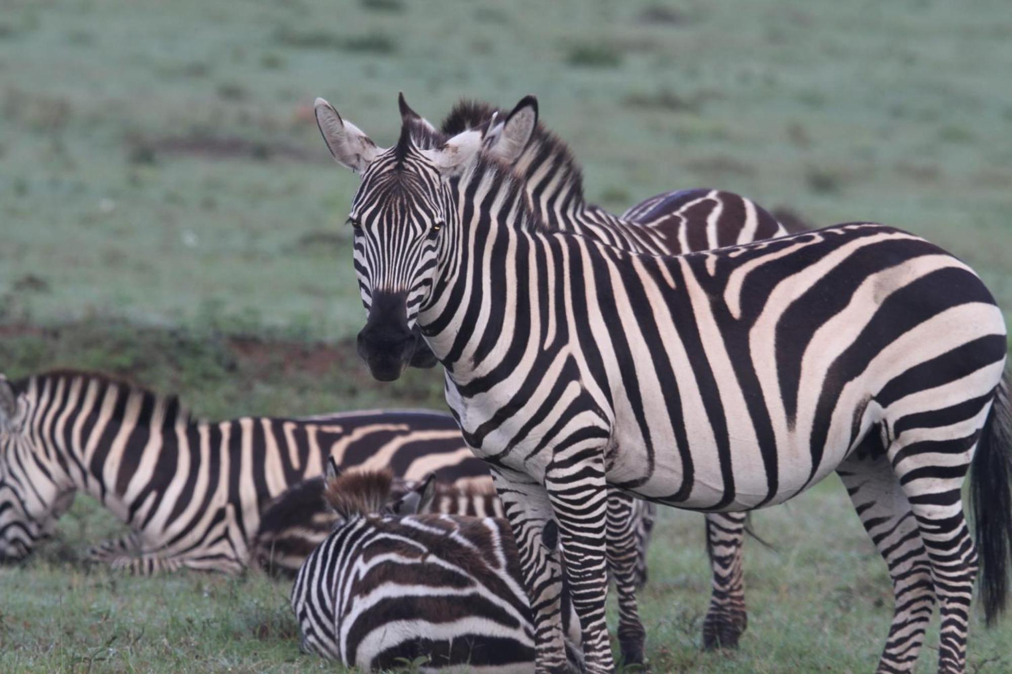 Bed and Breakfast Ilkerin Camp Maasai Mara Sekenani Экстерьер фото